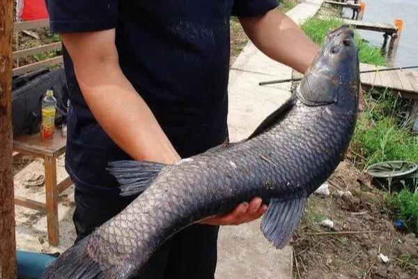 5.0号主线搭配几号子线，与4.0号子线一起使用比较合适