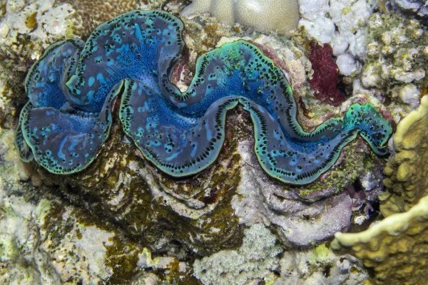海洋贝类砗磲的名称由来，外壳表面的沟槽和隆起像车痕