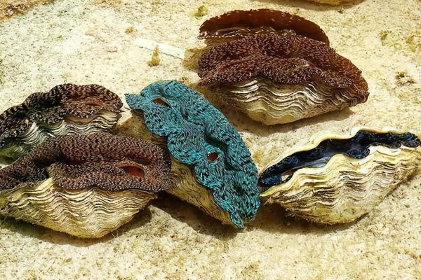 海洋贝类砗磲的名称由来，外壳表面的沟槽和隆起像车痕