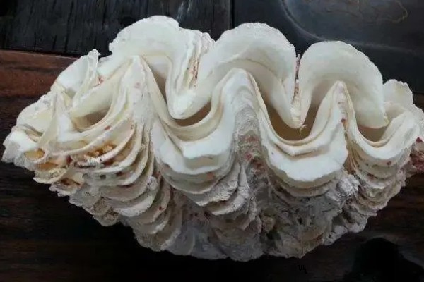 海洋贝类砗磲的名称由来，外壳表面的沟槽和隆起像车痕