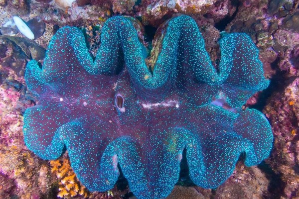 海洋贝类砗磲的名称由来，外壳表面的沟槽和隆起像车痕