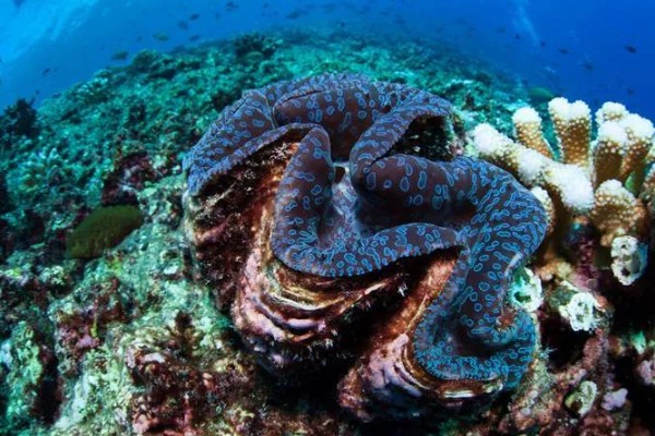 海洋贝类砗磲的名称由来，外壳表面的沟槽和隆起像车痕