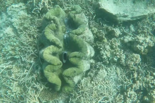 海洋贝类砗磲的名称由来，外壳表面的沟槽和隆起像车痕