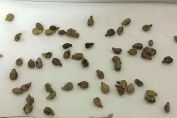 怎么栽培葡萄，播种1个月后要搭架