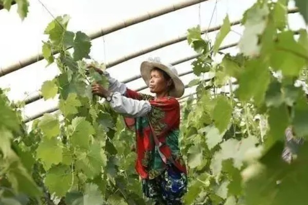 怎么栽培葡萄，播种1个月后要搭架