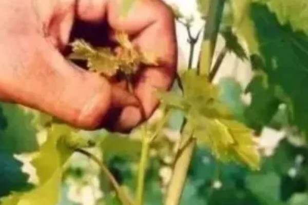 怎么栽培葡萄，播种1个月后要搭架