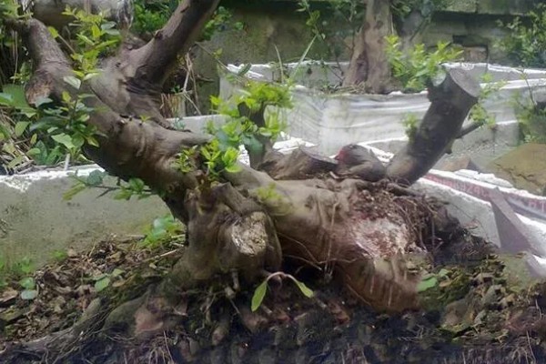 棠梨下山桩的栽培要点，下山桩之前要修剪根系