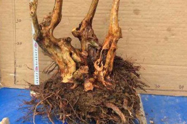 棠梨下山桩的栽培要点，下山桩之前要修剪根系