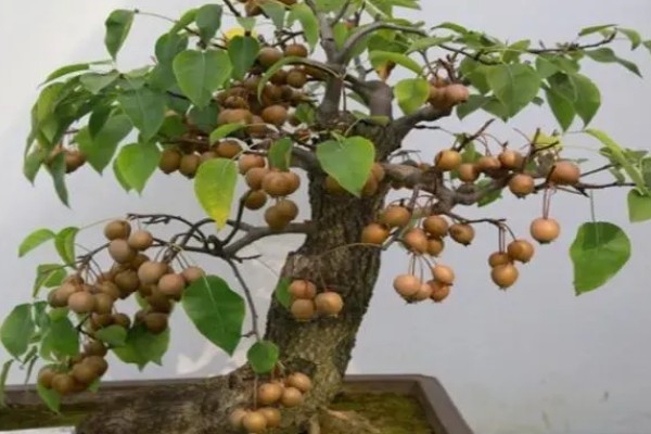 棠梨下山桩的栽培要点，下山桩之前要修剪根系