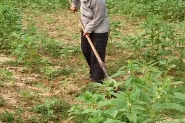 芝麻怎么种植高产，需定期修剪并合理施肥