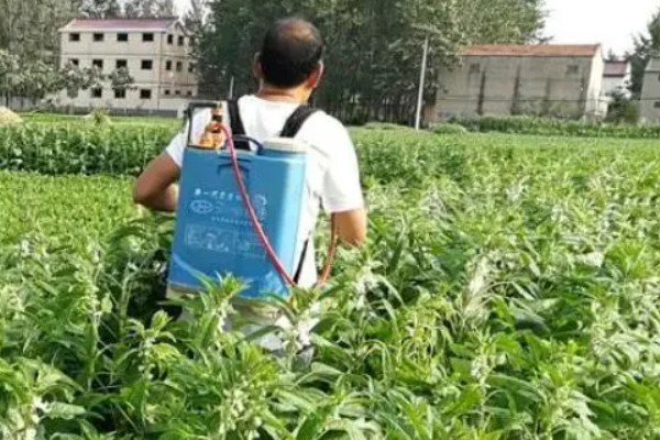 芝麻怎么种植高产，需定期修剪并合理施肥