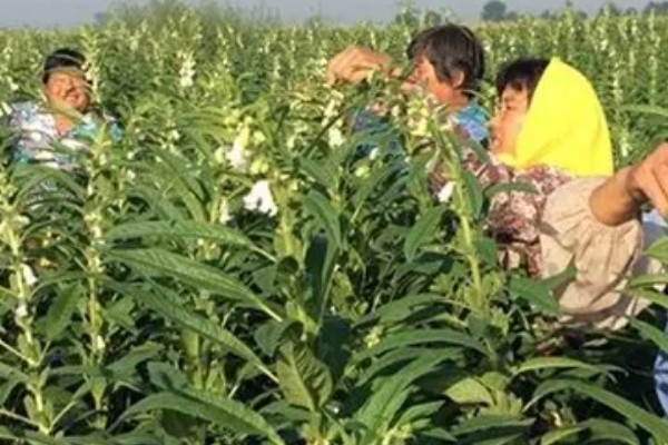 芝麻怎么种植高产，需定期修剪并合理施肥