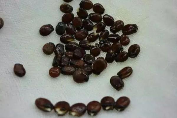 让车厘子核发芽的方法，在家种植可采取以下两种方式
