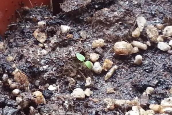 让车厘子核发芽的方法，在家种植可采取以下两种方式