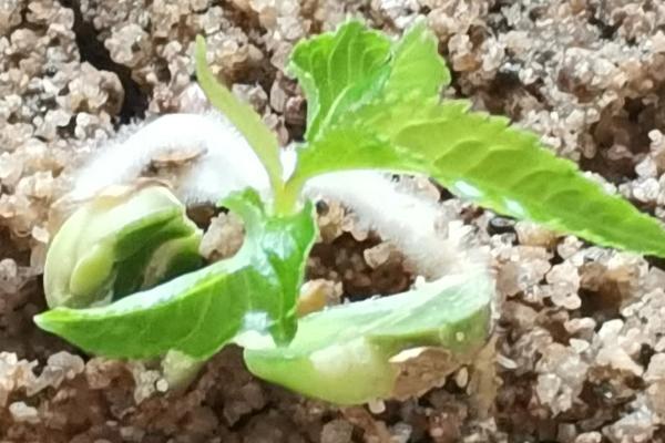 让车厘子核发芽的方法，在家种植可采取以下两种方式