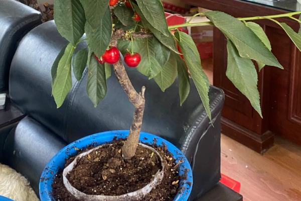 让车厘子核发芽的方法，在家种植可采取以下两种方式