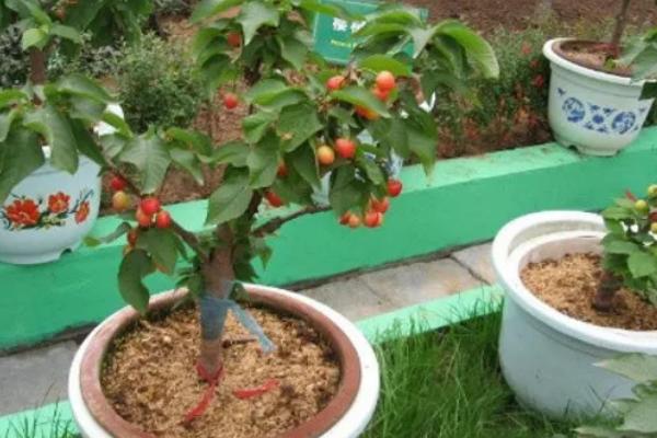 让车厘子核发芽的方法，在家种植可采取以下两种方式