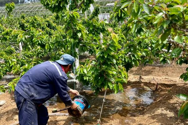 让车厘子核发芽的方法，在家种植可采取以下两种方式