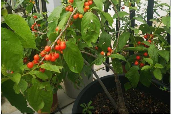 让车厘子核发芽的方法，在家种植可采取以下两种方式