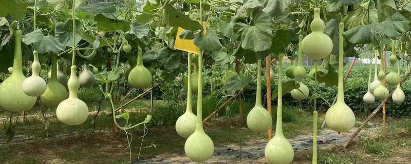 葫芦为什么长着就萎缩了，缺少养分时果实呈萎缩状态