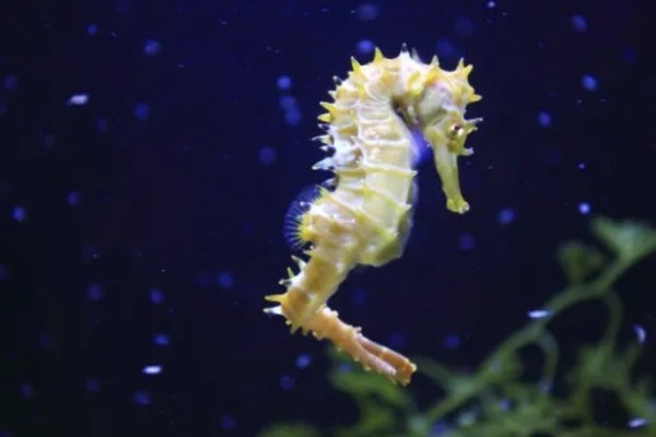 海马是什么动物种类，海马是鱼类