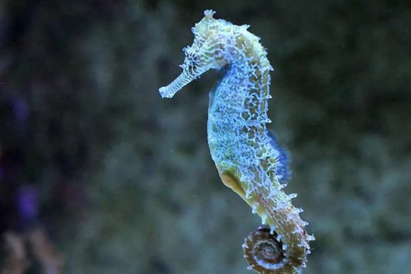 海马是什么动物种类，海马是鱼类