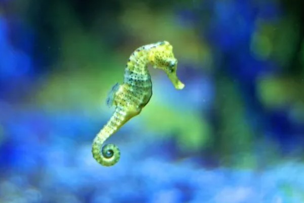 海马是什么动物种类，海马是鱼类