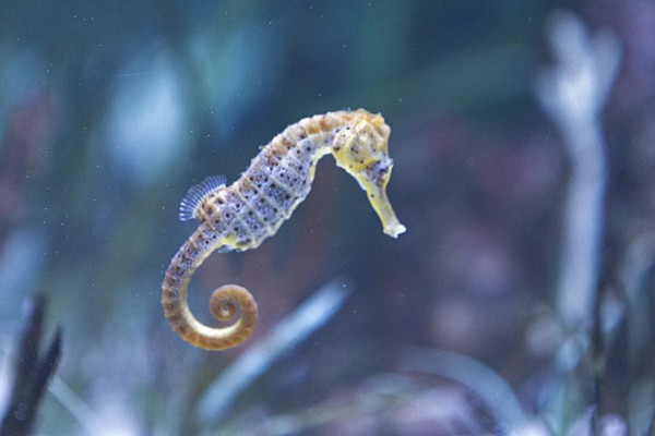 海马是什么动物种类，海马是鱼类