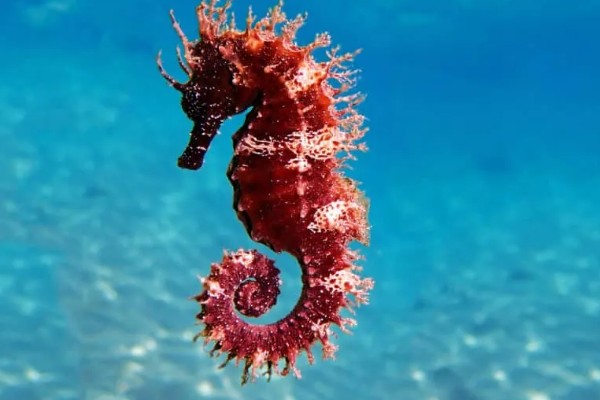 海马是什么动物种类，海马是鱼类