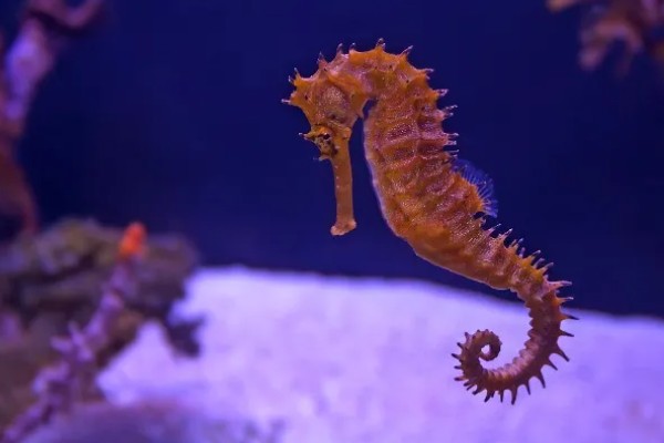 海马是什么动物种类，海马是鱼类
