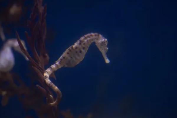 海马是什么动物种类，海马是鱼类