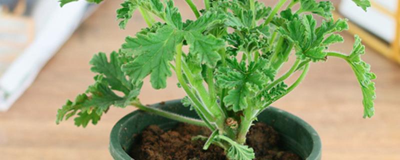 驱蚊草的栽种方式，春夏秋季均可栽种