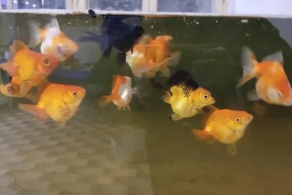 金鱼喜欢硬水吗，软水更适合它们生长
