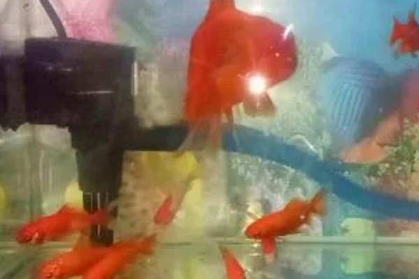 金鱼喜欢硬水吗，软水更适合它们生长