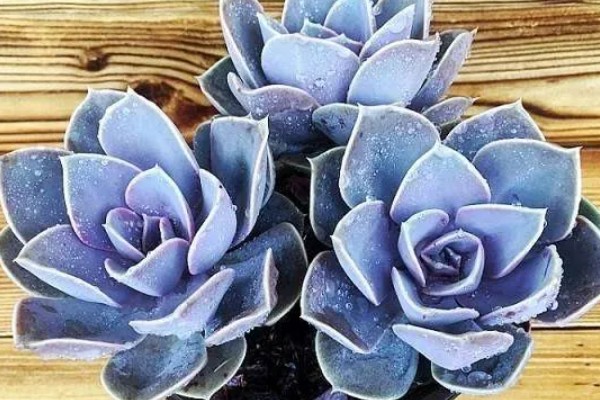 紫珍珠会不会开花,紫珍珠会开花