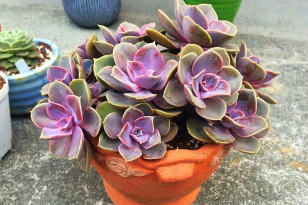 紫珍珠会不会开花,紫珍珠会开花