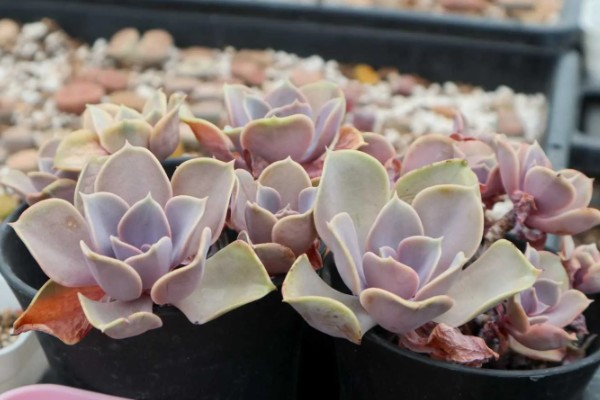 紫珍珠会不会开花,紫珍珠会开花