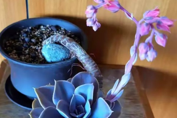 紫珍珠会不会开花,紫珍珠会开花