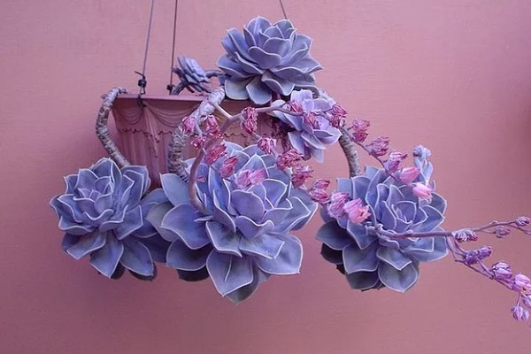 紫珍珠会不会开花,紫珍珠会开花