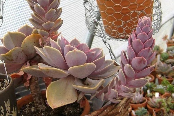 紫珍珠会不会开花,紫珍珠会开花