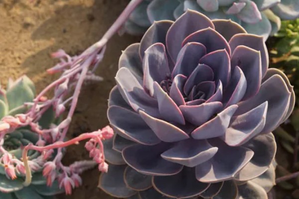 紫珍珠会不会开花,紫珍珠会开花