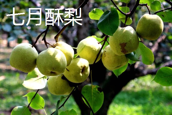 哪些早熟梨会在7月份成熟，常见翠冠梨、七月酥梨等品种