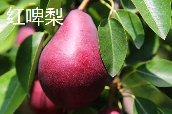 哪些早熟梨会在7月份成熟，常见翠冠梨、七月酥梨等品种