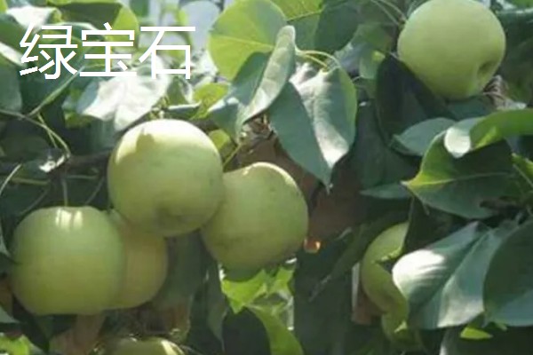 哪些早熟梨会在7月份成熟，常见翠冠梨、七月酥梨等品种