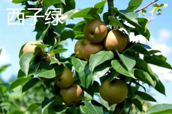 哪些早熟梨会在7月份成熟，常见翠冠梨、七月酥梨等品种