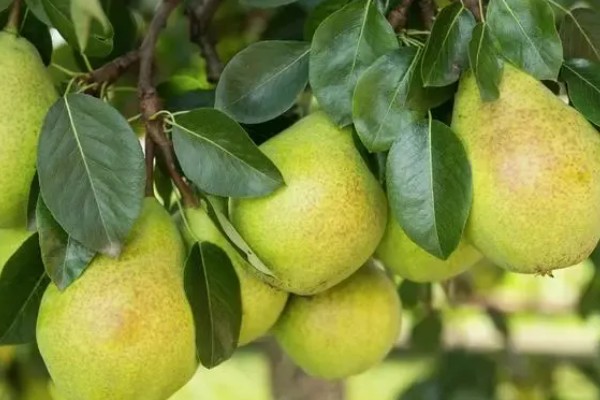 哪些早熟梨会在7月份成熟，常见翠冠梨、七月酥梨等品种