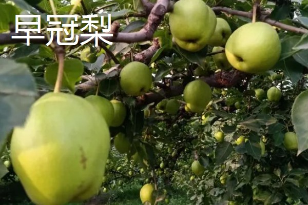 哪些早熟梨会在7月份成熟，常见翠冠梨、七月酥梨等品种