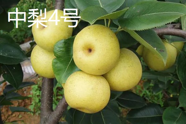 哪些早熟梨会在7月份成熟，常见翠冠梨、七月酥梨等品种