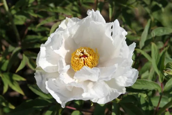 牡丹的花语，秋牡丹寓意生命、期待等