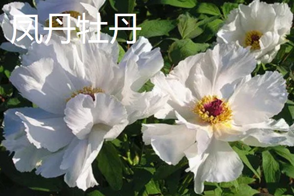 牡丹的花语，秋牡丹寓意生命、期待等